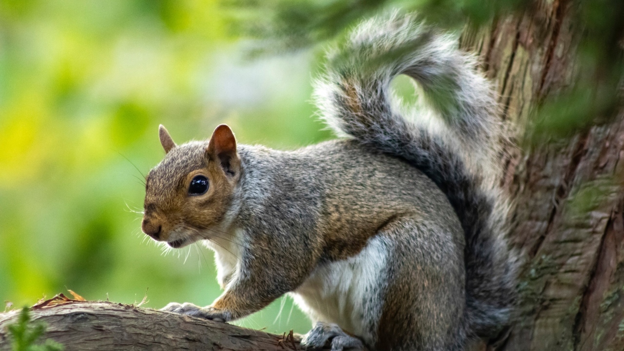 Белка с большими глазами сидит на ветке