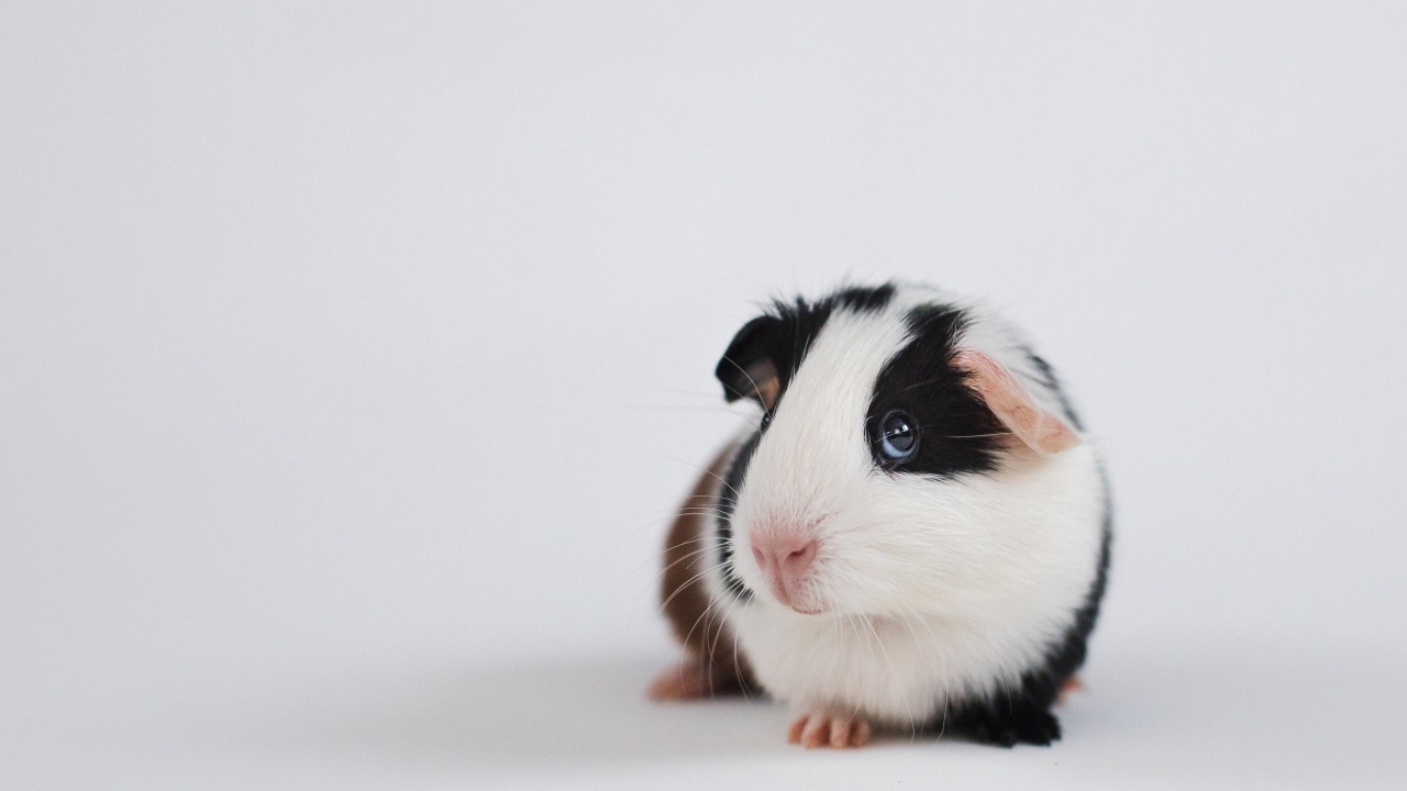 Милая морская свинка на сером фоне