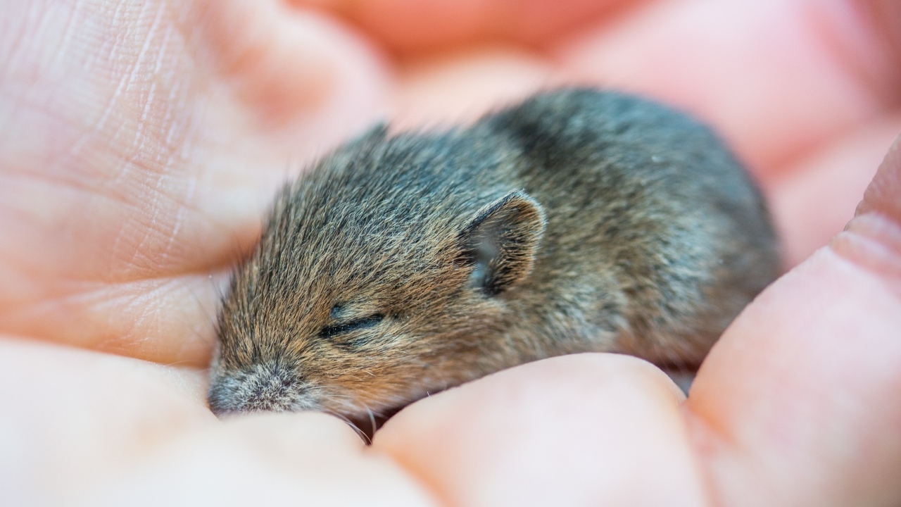 Маленькая серая мышка полевка спит на ладони 