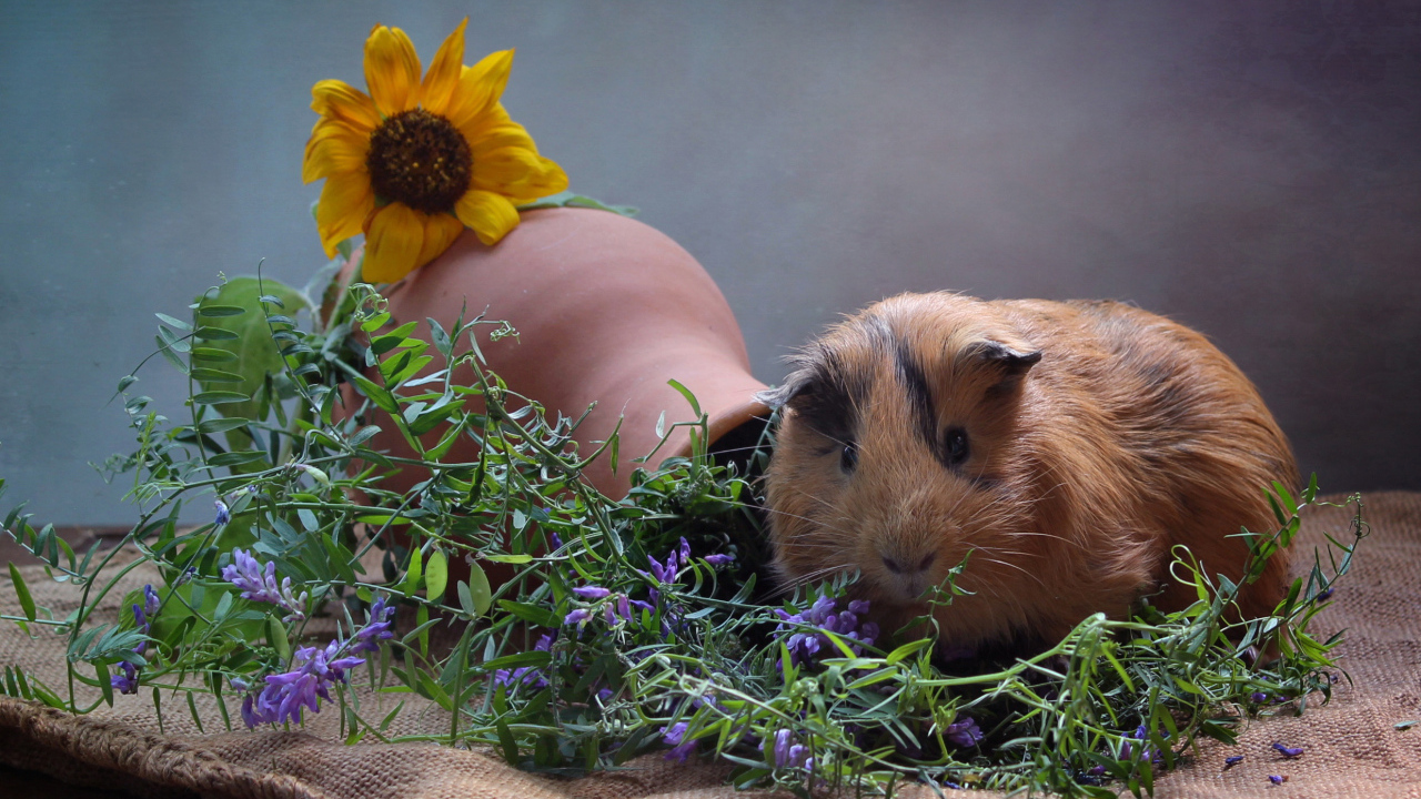 Little guinea pig with flowers on a gray background