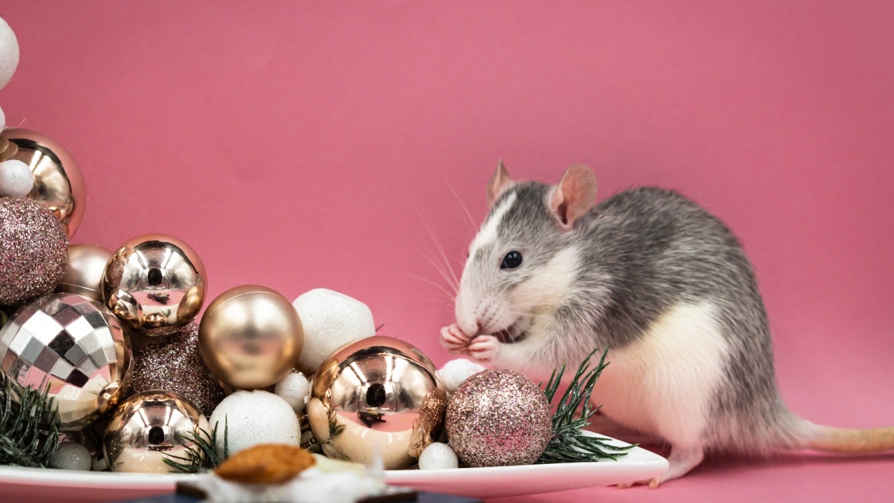 Маленькая крыса с игрушками на розовом фоне