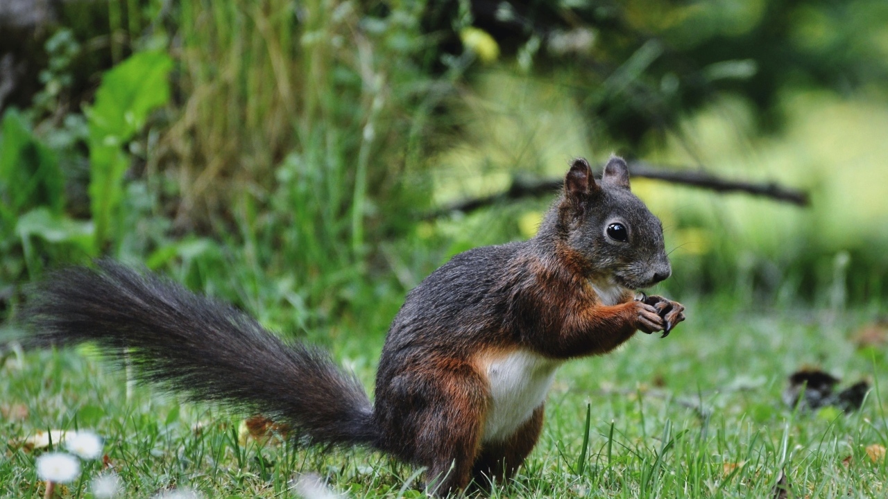 Белка грызет орех на зеленой траве