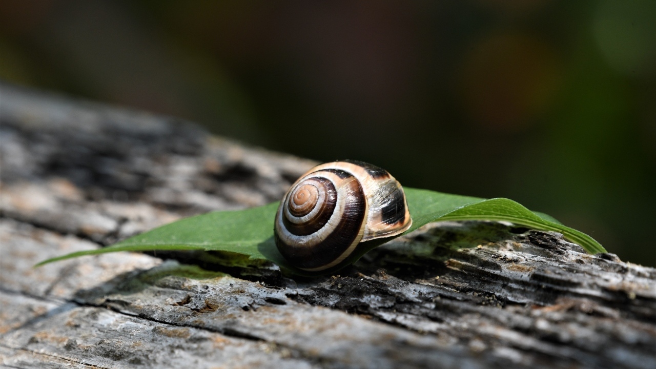 Ракушка с листом лежат на сухом дереве