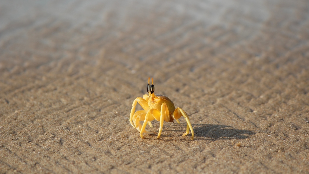 Маленький желтый краб на песке