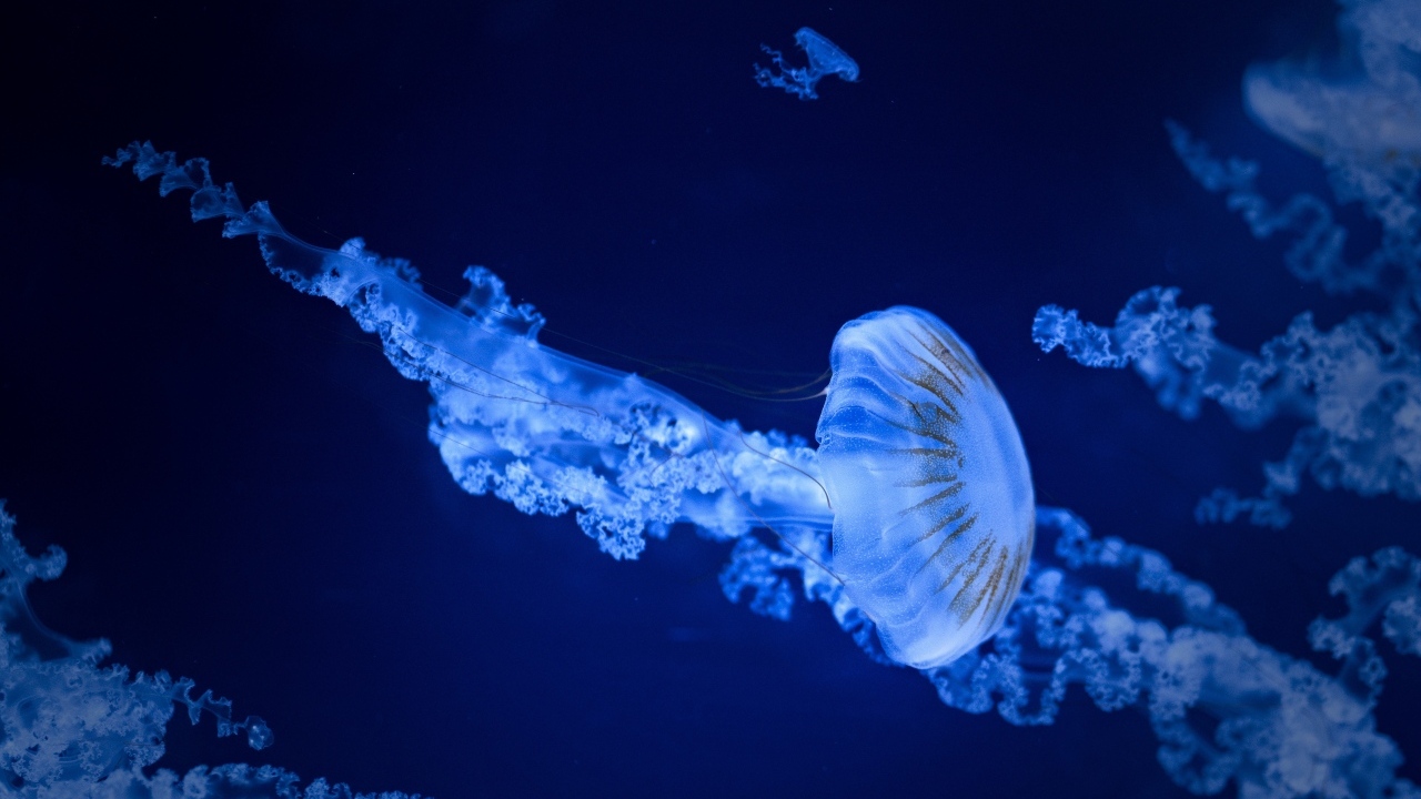 Голубая медуза под водой в море