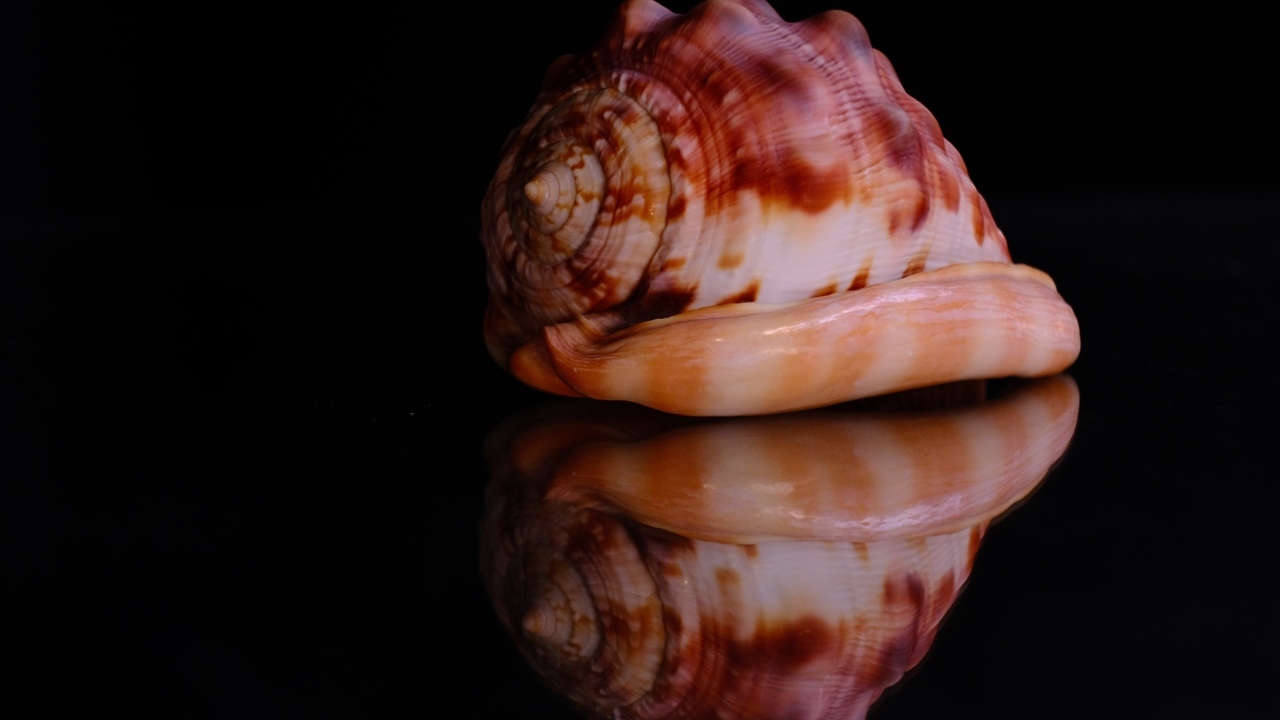 Большая ракушка на черном фоне