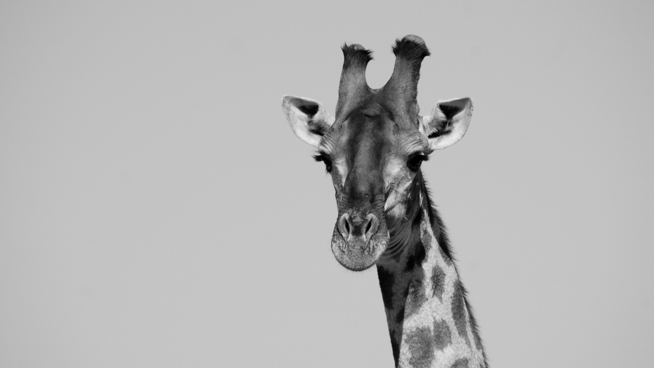 Большой жираф на сером фоне 