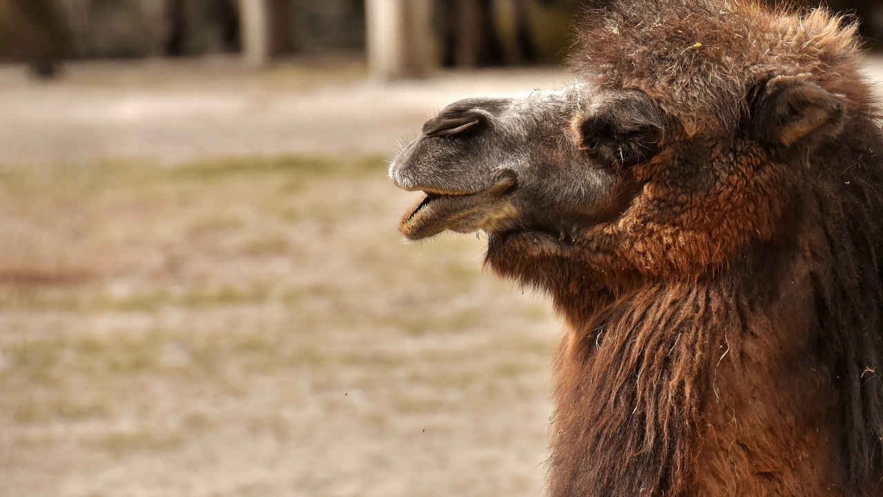 Большой лохматый верблюд в зоопарке