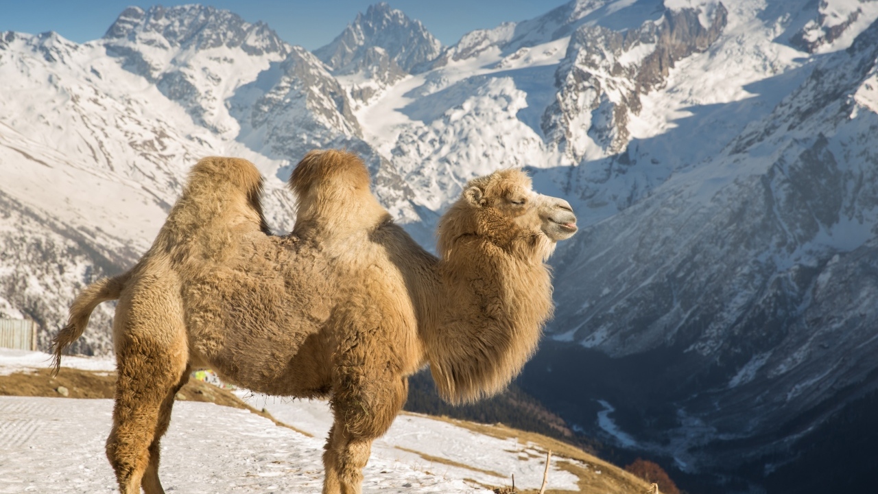 Верблюд в лучах солнца в заснеженных горах