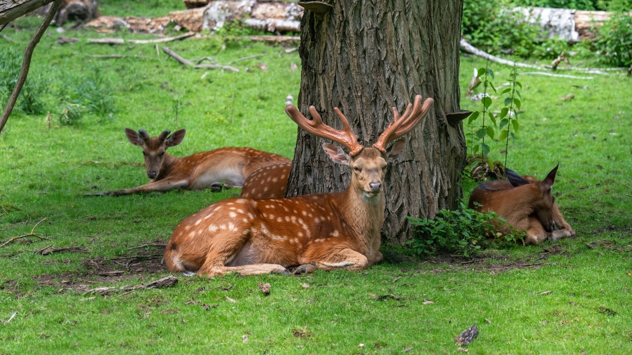 Олени отдыхают под деревом в лесу