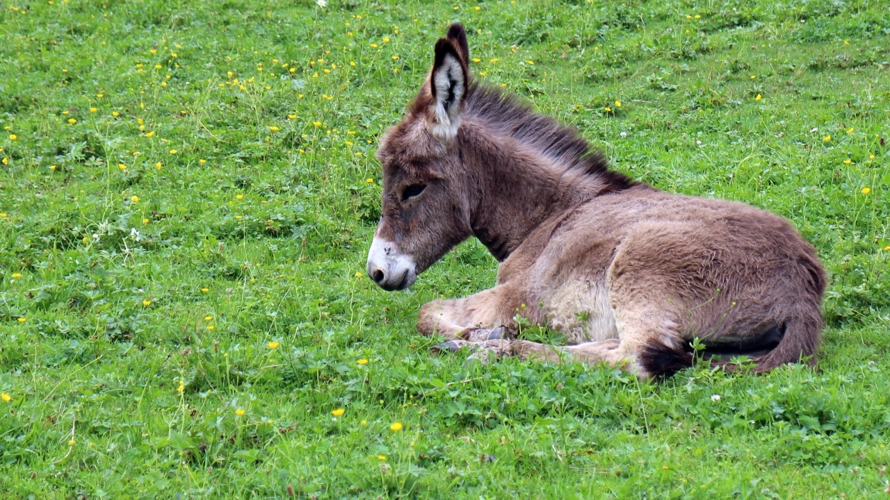 Маленький ослик лежит на зеленой траве