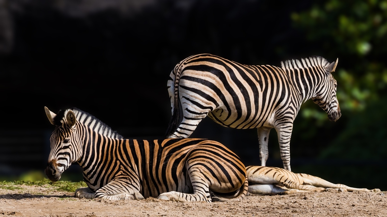 Полосатые зебры лежат на земле