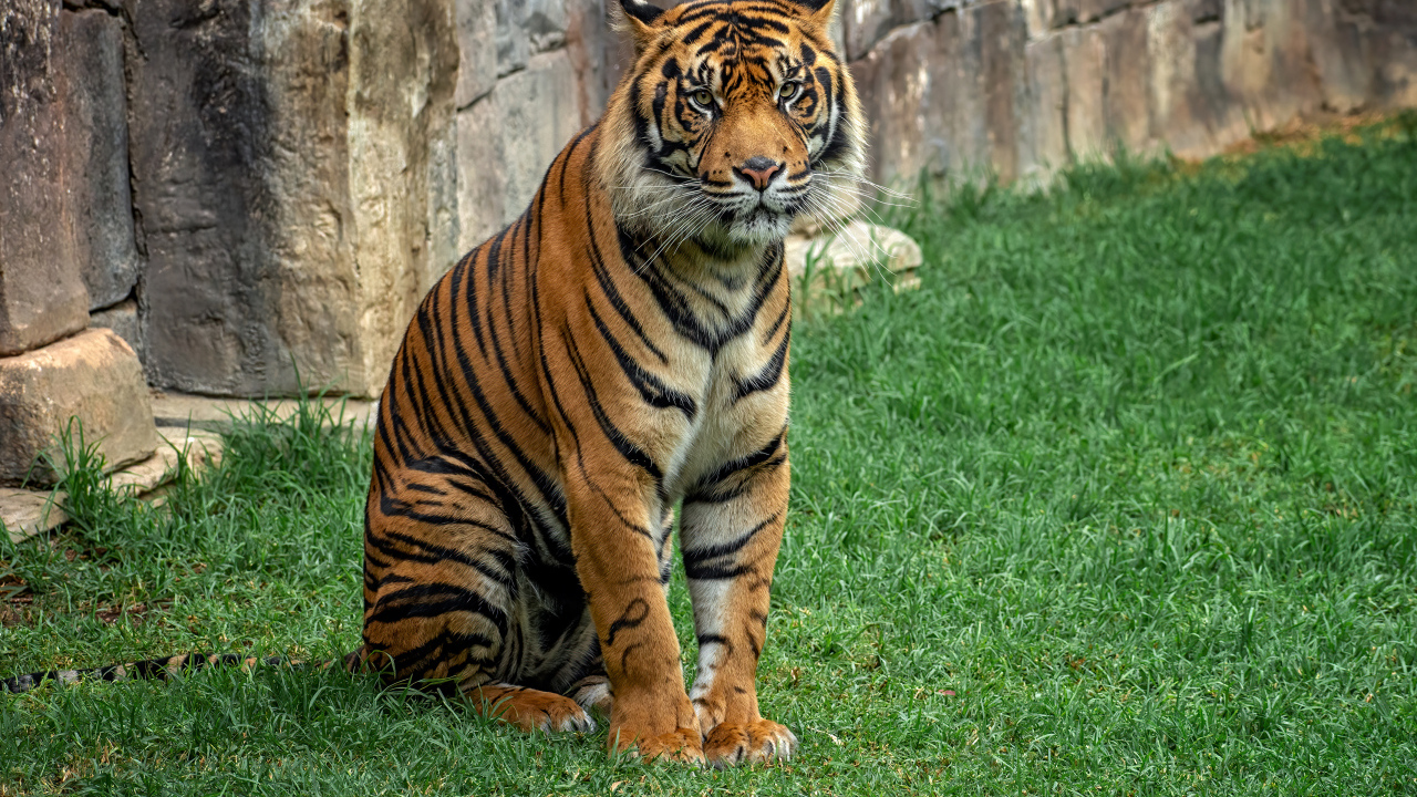 Большой полосатый тигр сидит на траве в зоопарке