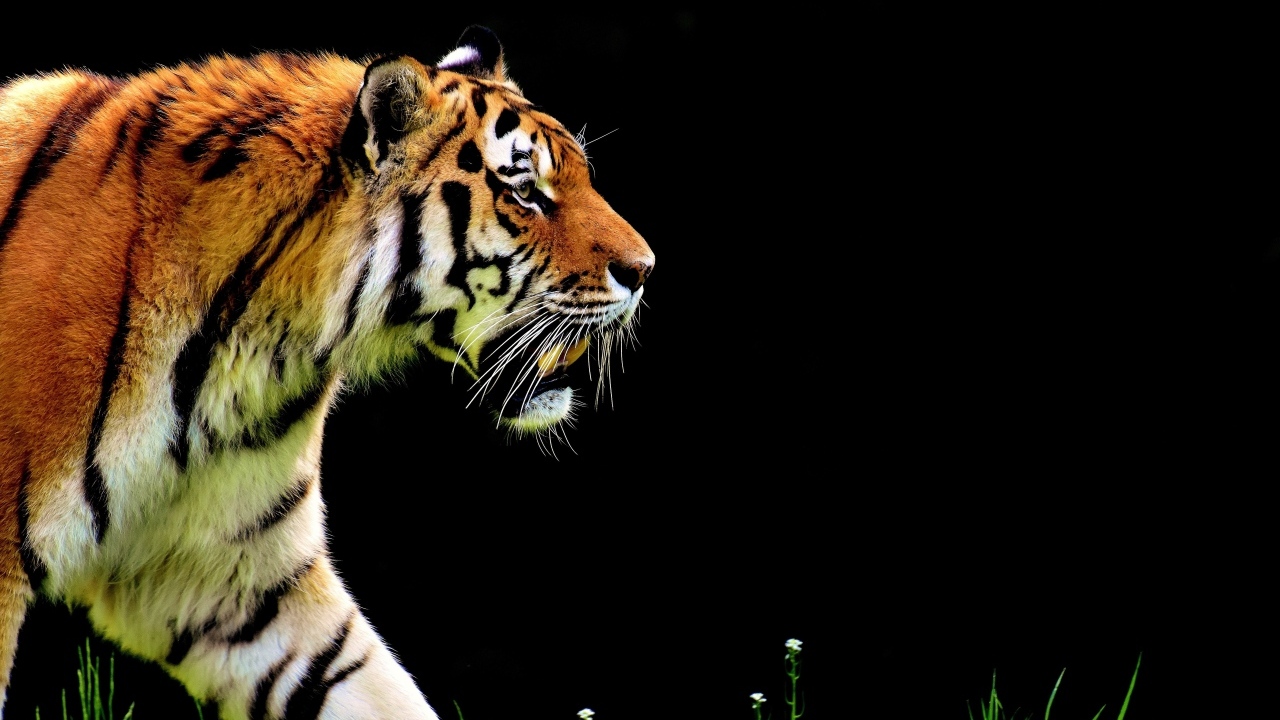 Большой тигр на черном фоне 