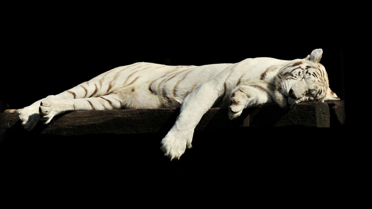 Большой белый тигр спит на черном фоне