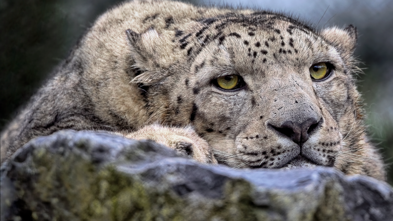 Снежный барс отдыхает на камне