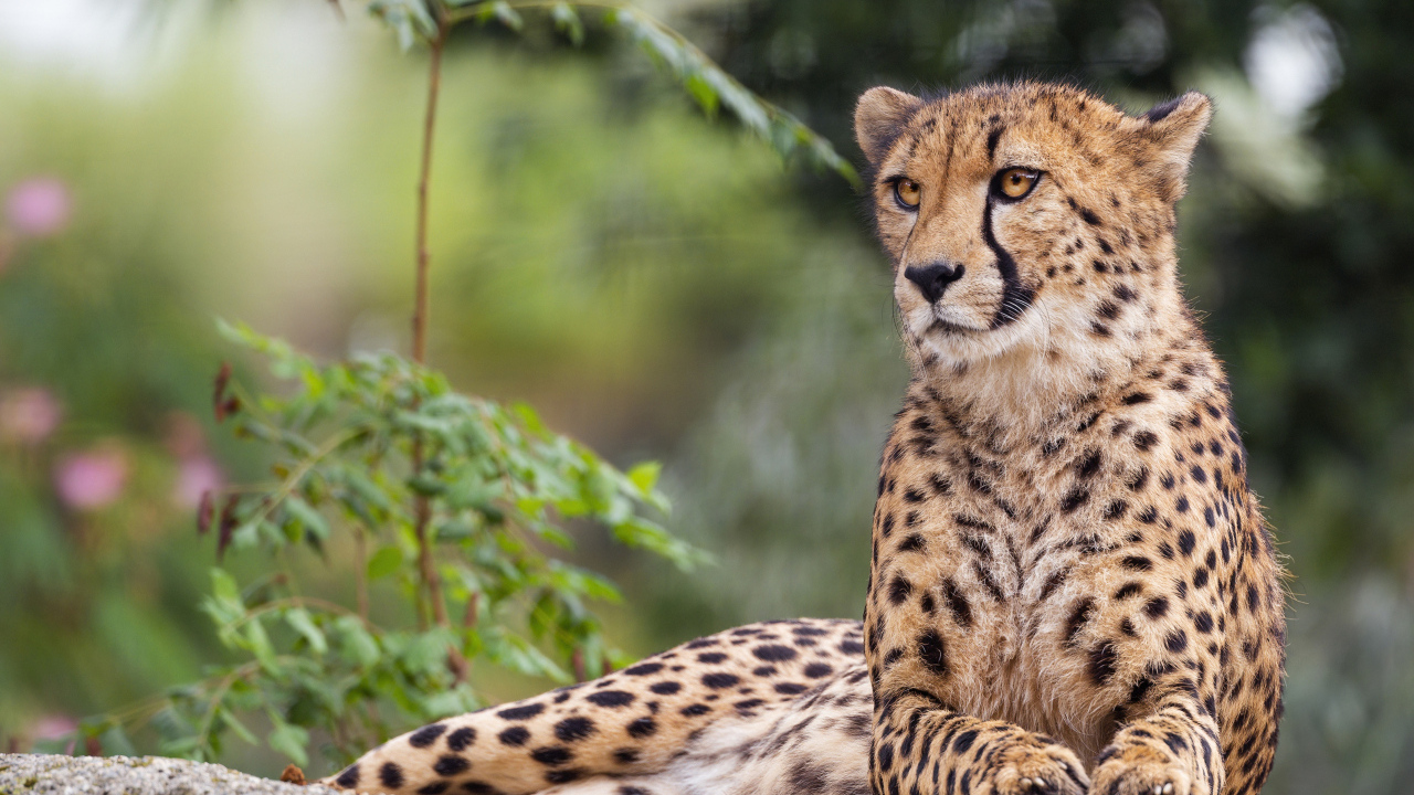 Пятнистый гепард лежит на камне