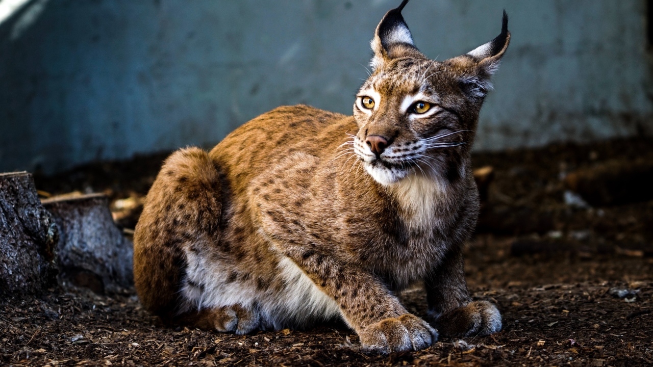 Пятнистая рысь с красивыми ушами