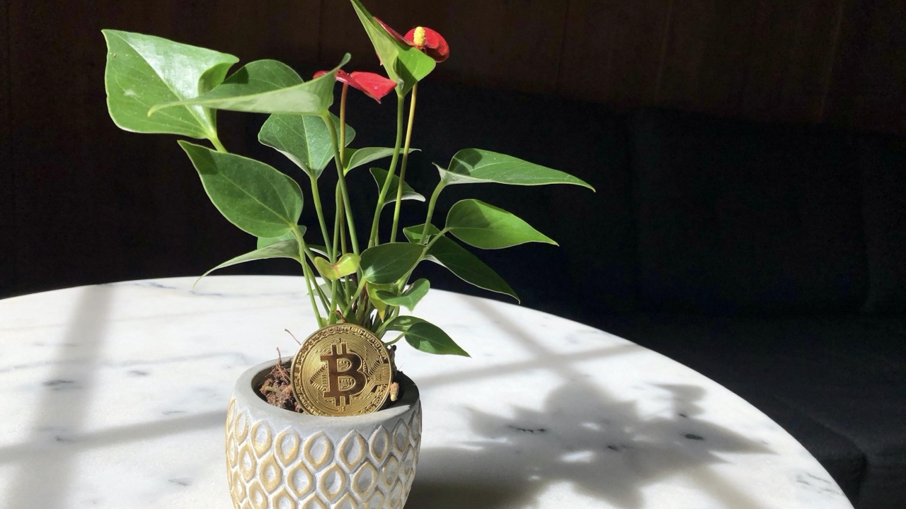 Монета биткоин с цветком антуриума