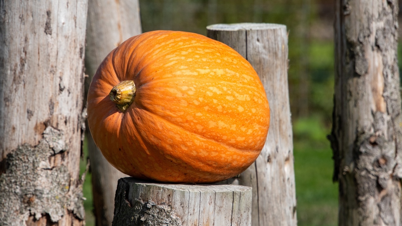 Большая оранжевая тыква лежит на деревянном пне