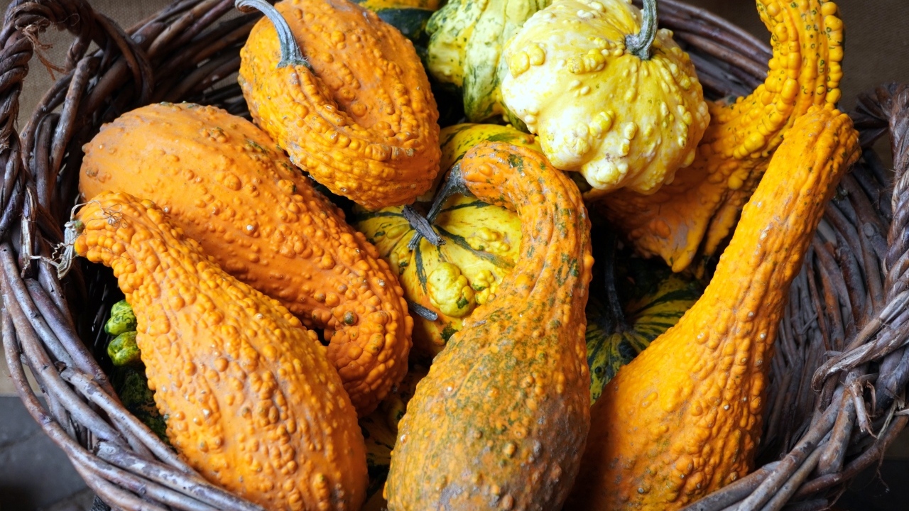 Много тыквы лежит в корзине осенью 