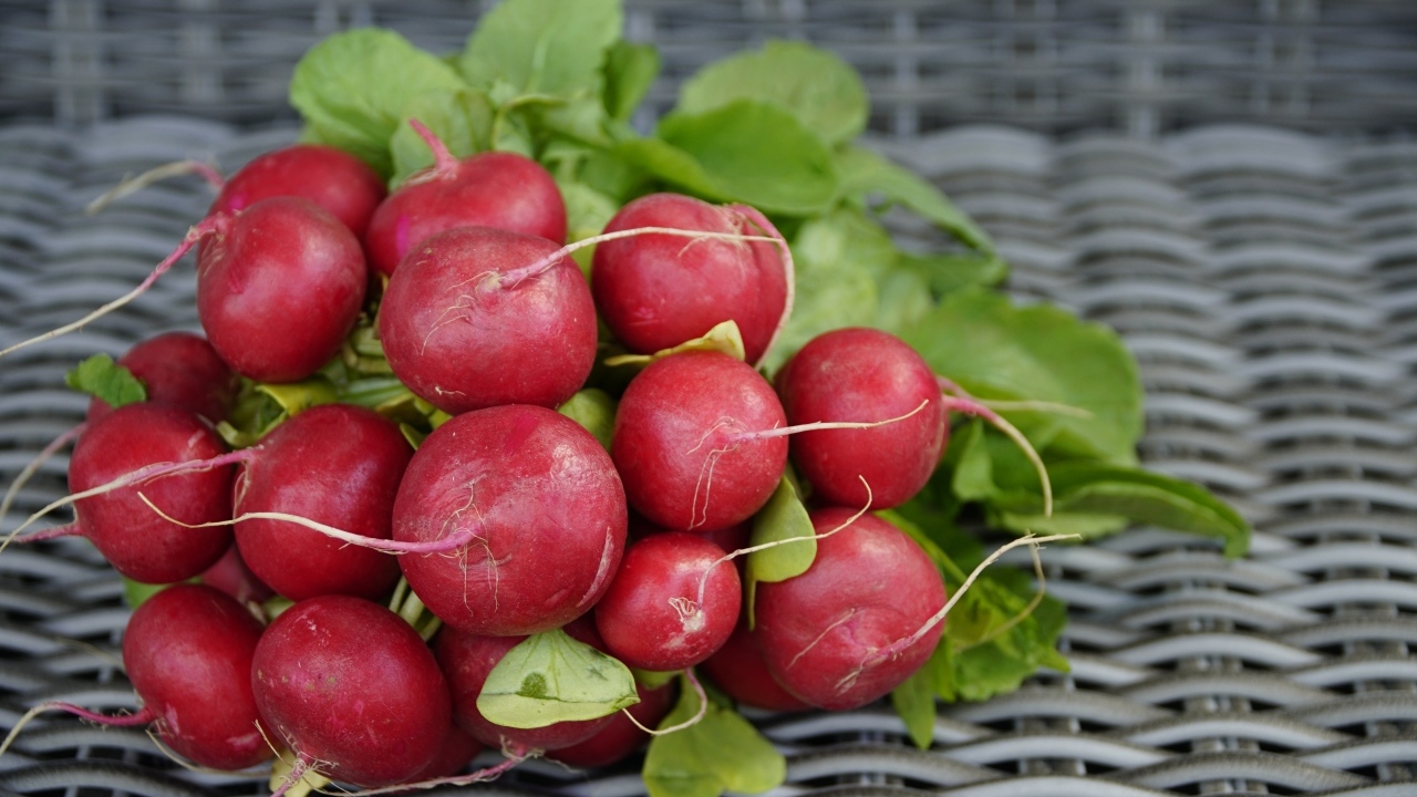 Свежий красный редис на столе