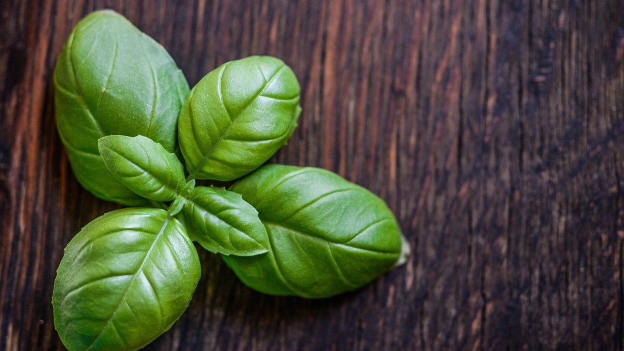 Зеленые листья базилика на деревянном столе