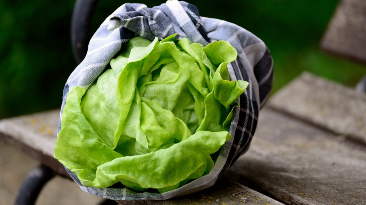 Зеленые листья салата крупным планом