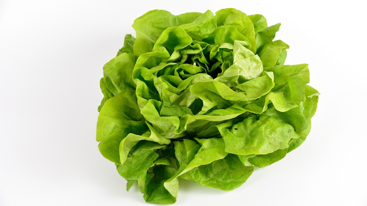 Листья зеленого салата на белом фоне