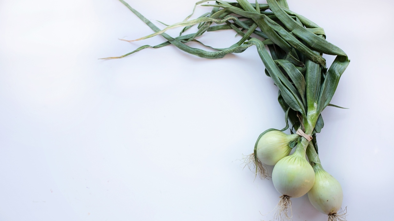 Зеленый лук на сером фоне