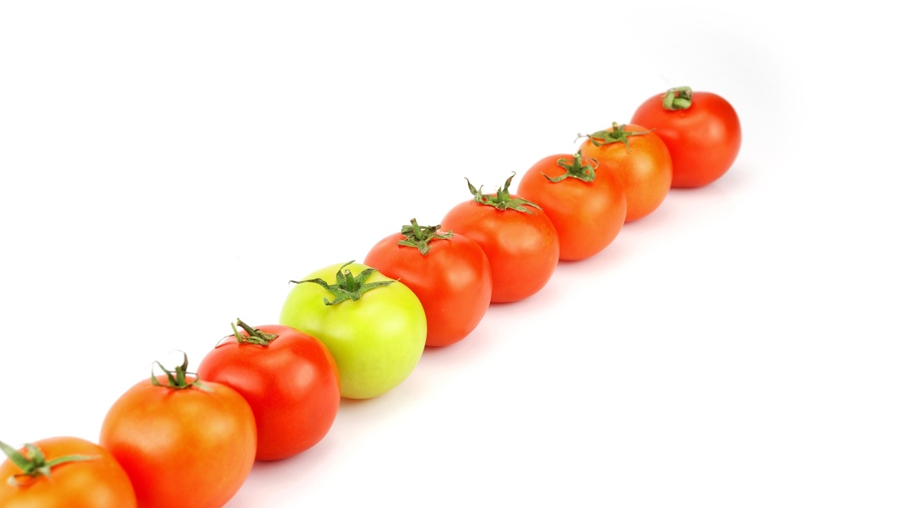 Ряд из помидоров на белом фоне