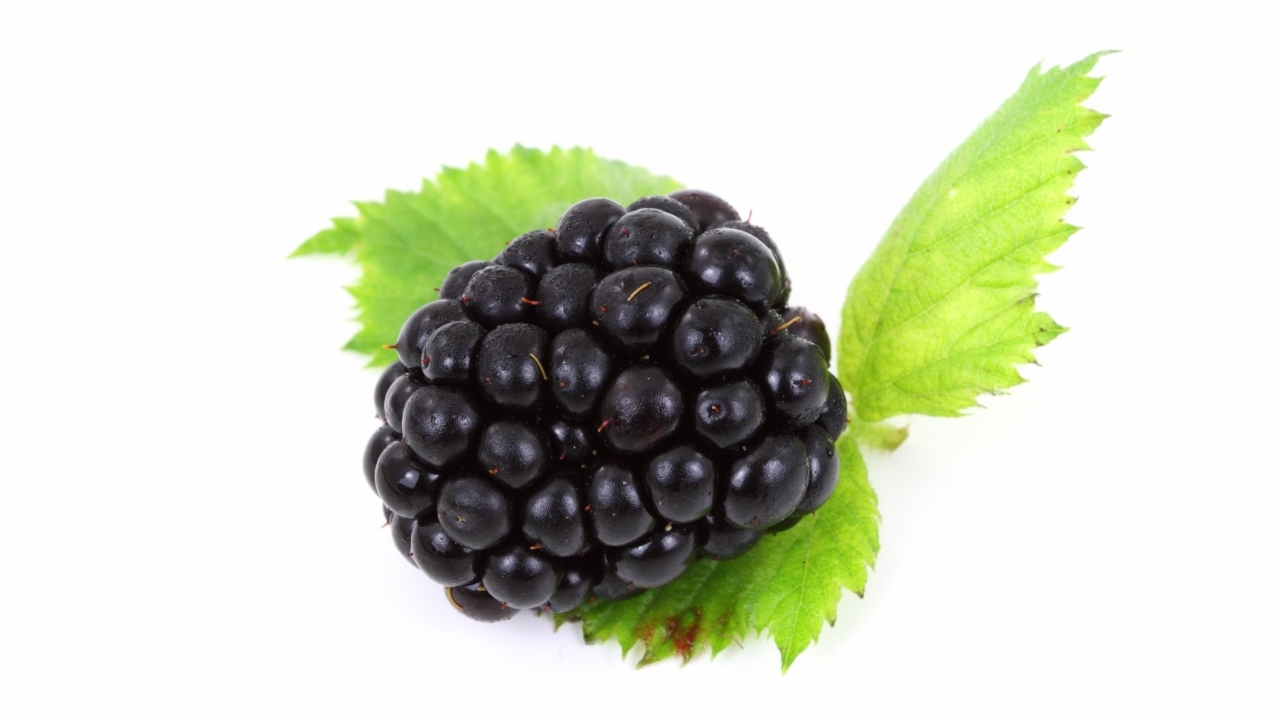 Большая ягода ежевики с листьями на белом фоне