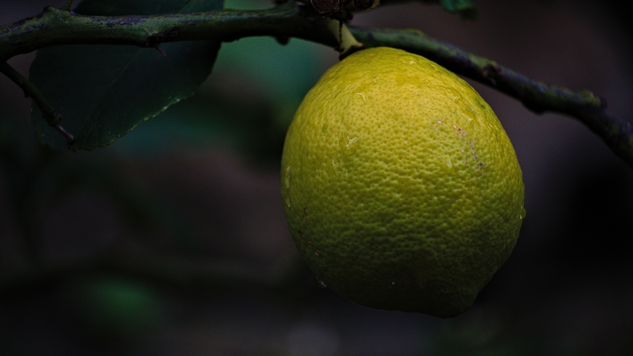 Большой лимон спеет на дереве