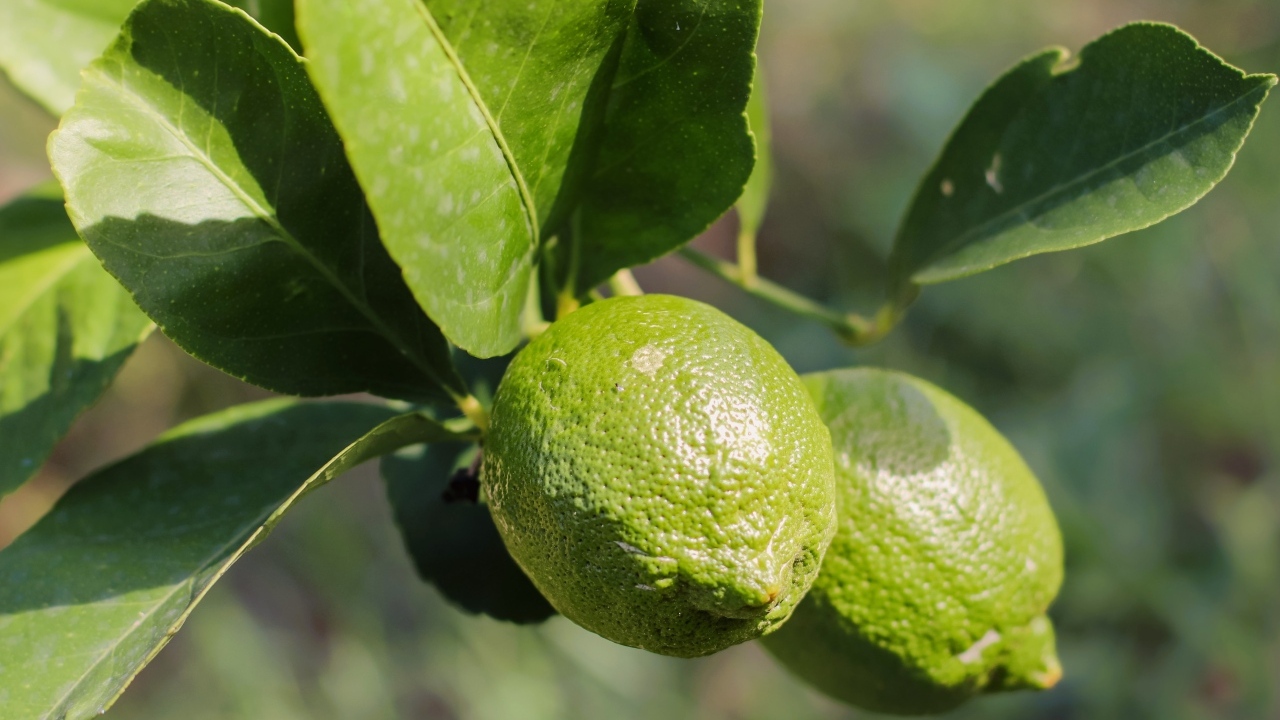 Зеленые лаймы на ветке с листьями