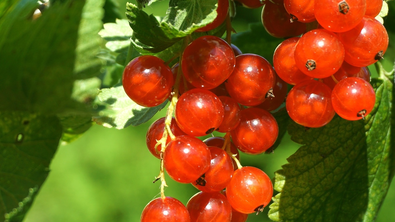 Красные спелые ягоды смородины