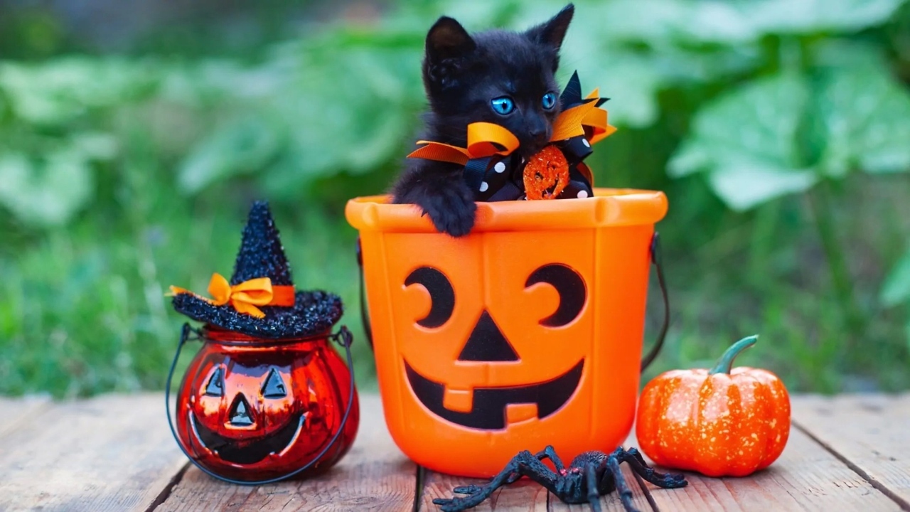 Черный котенок с декором на Хэллоуин