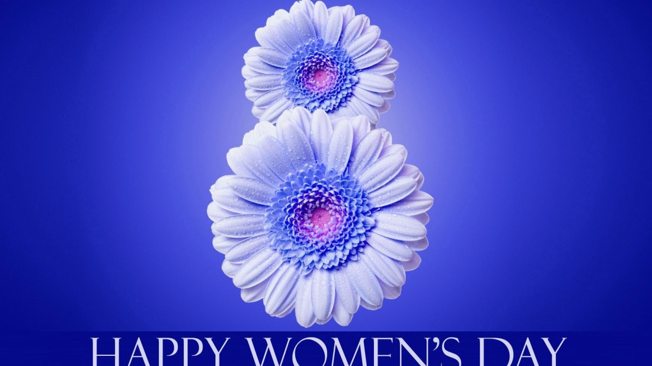 Цифра 8 из цветов герберы на синем фоне на Международный женский день