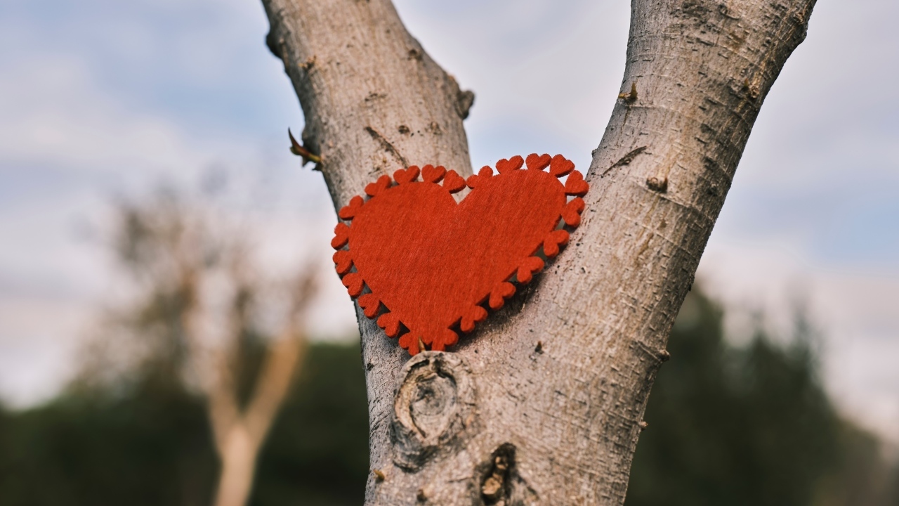 Красное сердце висит на дереве