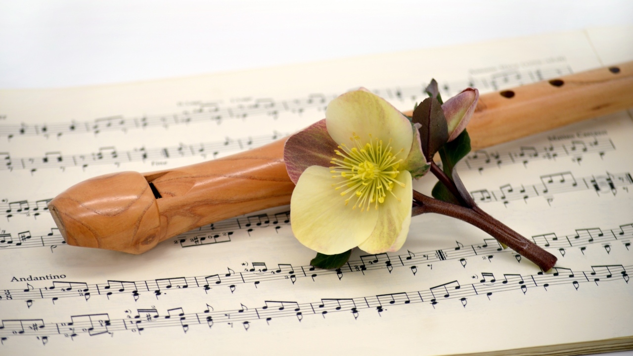 Ноты, флейта и цветок на белом фоне