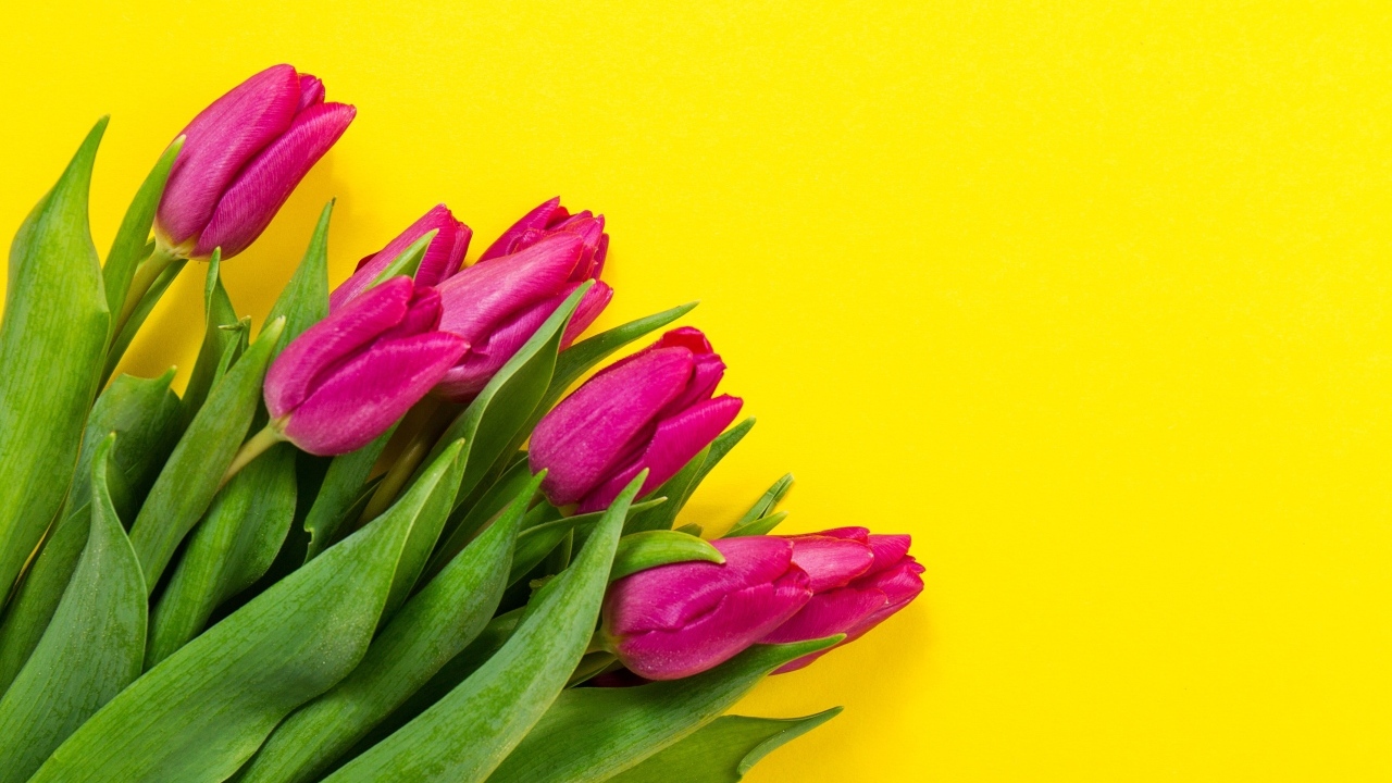 Букет розовых тюльпанов на желтом фоне