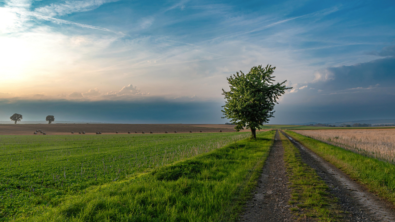 Зеленое дерево на поле под красивым небом летом