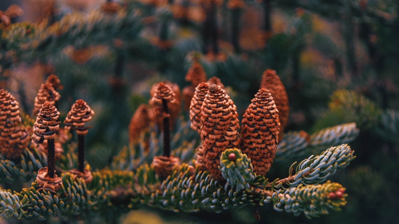 Много больших  коричневых шишек на ветке ели