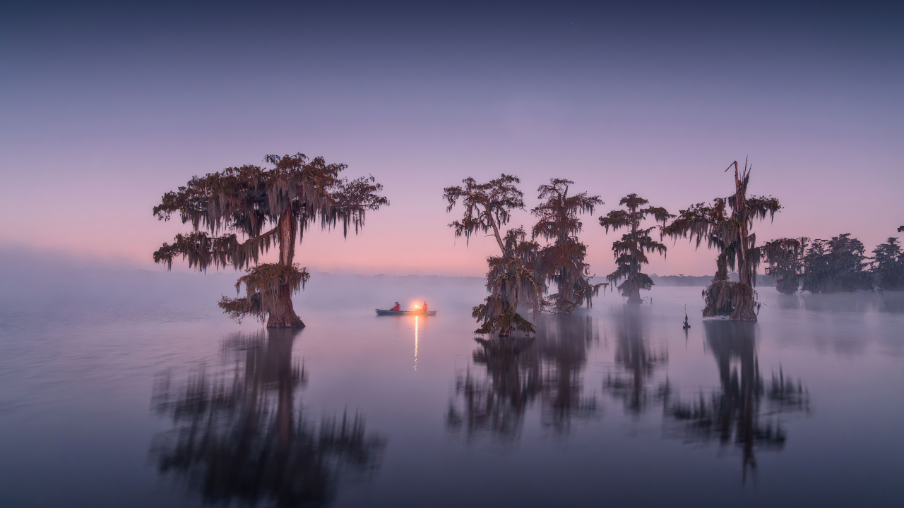 Старые деревья в воде в сумерках