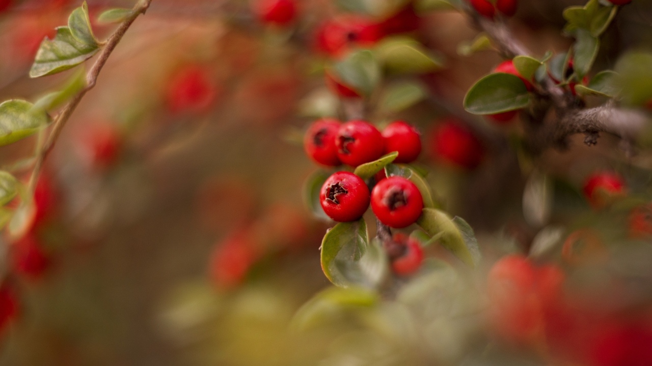Красные ягоды боярышника на ветке дерева