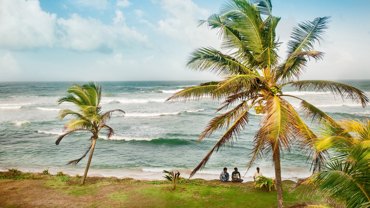 Высокие пальмы на тропическом берегу у океана