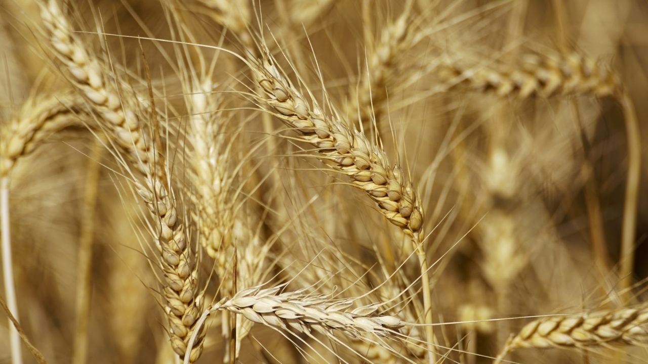 Колосья спелой пшеницы крупным планом