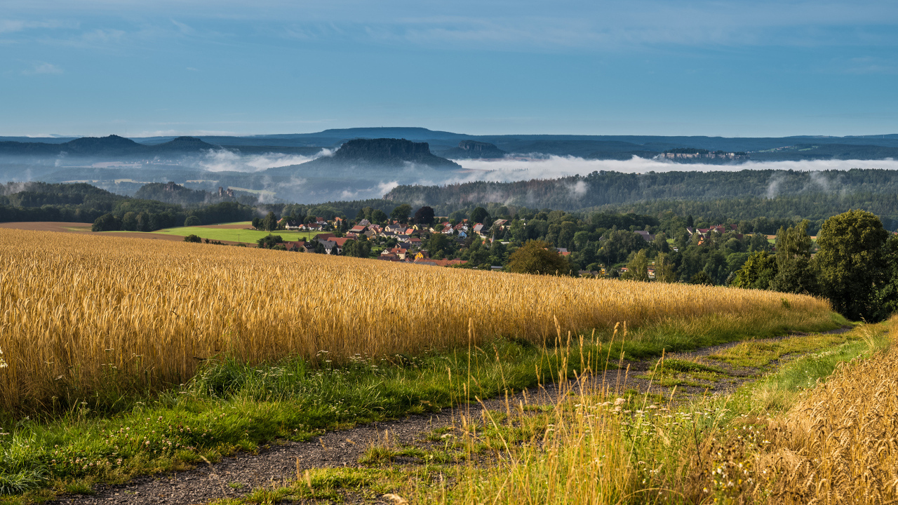 Туман над городом у поля с пшеницей 