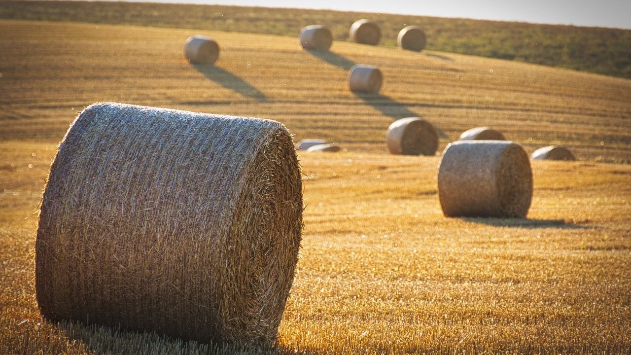 Рулоны сена на поле в лучах солнца осенью