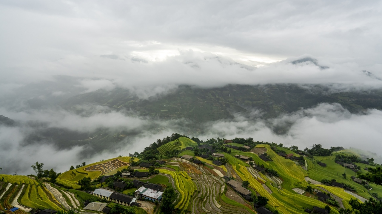 Вид сверху на плантации в тумане