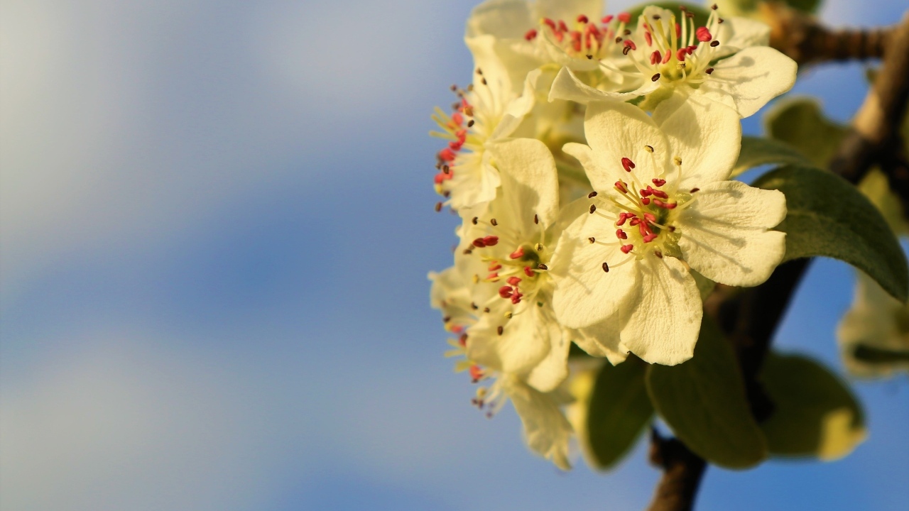 Ветка яблони с белыми цветами крупным планом